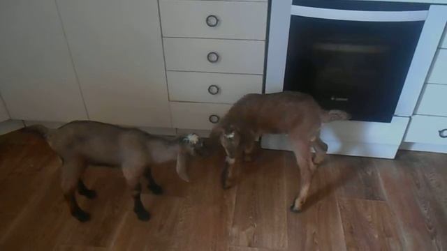 Нубийские козлята 2017 смотреть онлайн