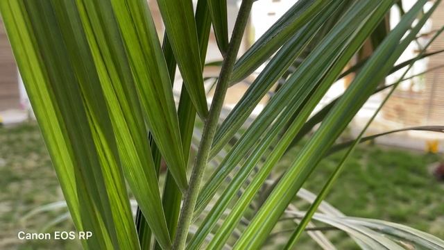 Canon EOS R8 vs Canon EOS RP Camera Test смотреть онлайн