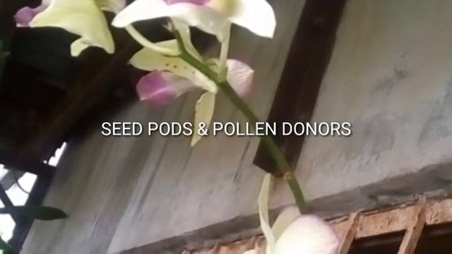 CROSS POLLINATING HYBRID ORCHIDS (DENDROBIUM) смотреть онлайн