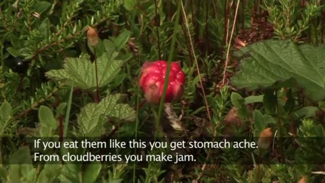 Laila Spik - Saami Culture, Natural Remedies and Foods смотреть онлайн