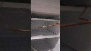 Холодильник Днепр , неработает.