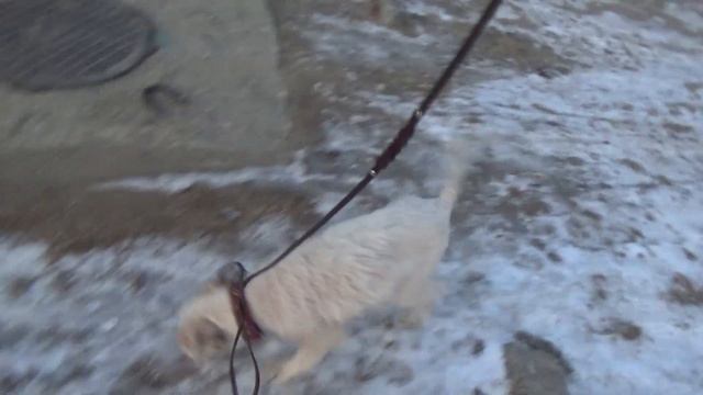 вышил по гулять с фоксом смотреть онлайн