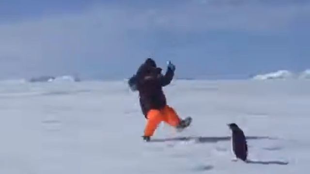 Прикол пингвин монстер смотреть онлайн