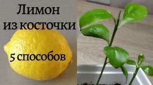 ЛИМОН из КОСТОЧКИ. 5 способов выращивания.