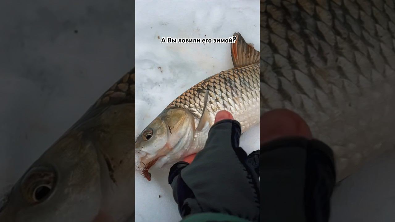 А Вы ловили ЕГО зимой? ☝️ #рыбалка #спиннинг #ультралайт #микроджиг #зимняярыбалка #зимнийспиннинг смотреть онлайн