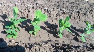 Когда сажать горох весной