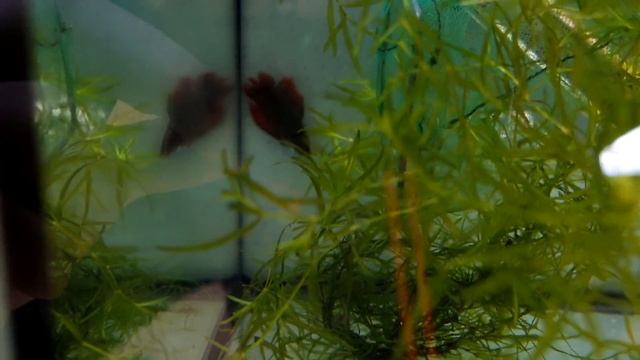 Это ведь надо! Как по заказу! Эпичный нерест петушков смотреть онлайн