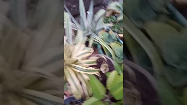 essa ideia você vai amar🍓🌹🌹 смотреть онлайн