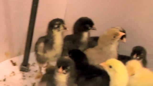 Цыплята породы БРАМА /  Chickens Brama - просто прелестные :)