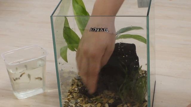 Вариант оформления аквариума 10 литров смотреть онлайн