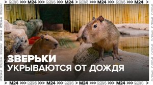 Московский зоопарк показал, как его обитатели укрываются от дождя — Москва 24