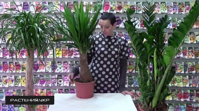 ЮККА МАЙЯ уход в домашних условиях / Юкка слоновая