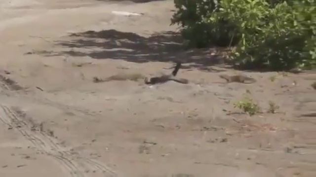 Мангуст и кобра Индия смотреть онлайн