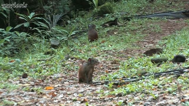 Агути / Agouti смотреть онлайн