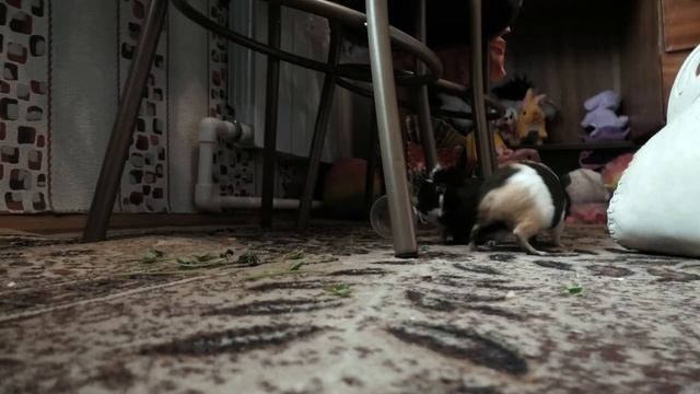 Морские свинки на прогулке. У нас новая морская свинка. Свинки разных пород. Дрессировка свинок. смотреть онлайн