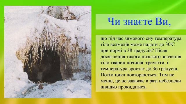 Зимний сон у медведей смотреть онлайн