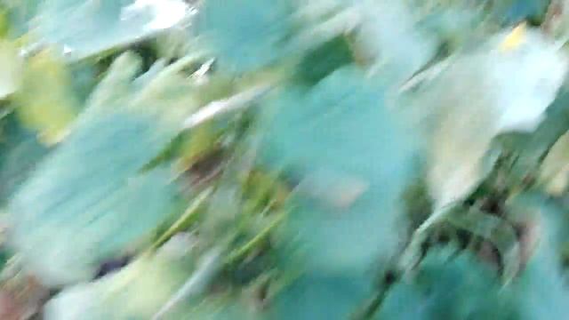 огуречная теплица на 10 сентября смотреть онлайн