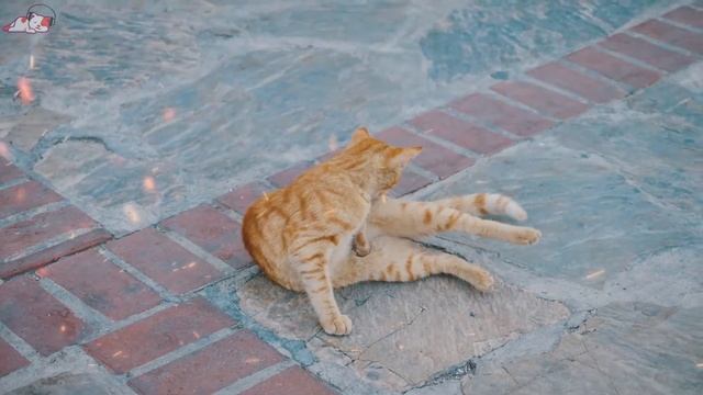 Music for Cats Stress & Anxiety Relief! Cure Separation Music for Cats Anxiety , Nervous Cats смотреть онлайн