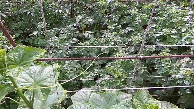 Можно ли опрыскивать растения перед дождем смотреть онлайн