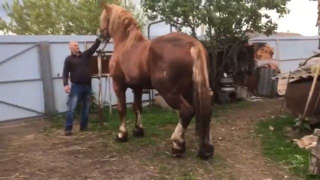 К продаже предлагается Советский тяжеловозы Рафаэль (Ривьера/Эрмитаж), 2014 г.р. смотреть онлайн