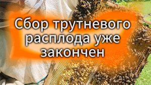Сбор трутневого расплода