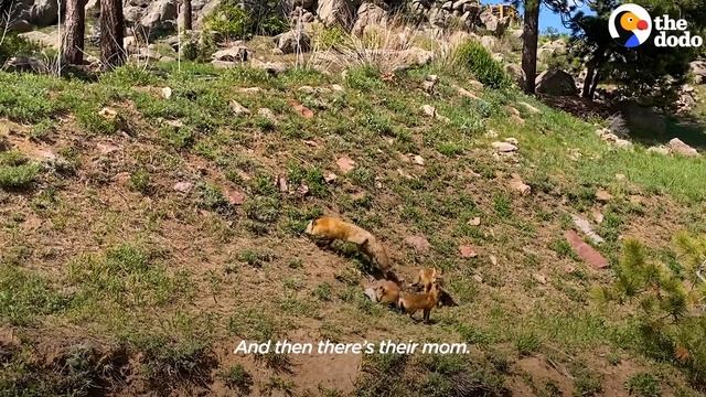 Wild Fox Comes To Hear This Guy Play Banjo Every Day  The Dodo Wild Hearts
