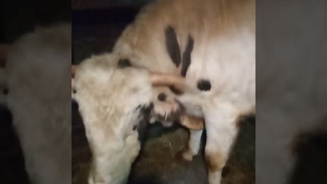 Бычки"Бизон" и "Буйвол" на откорме и ягнята "мини гисары" /жизнь в деревне смотреть онлайн