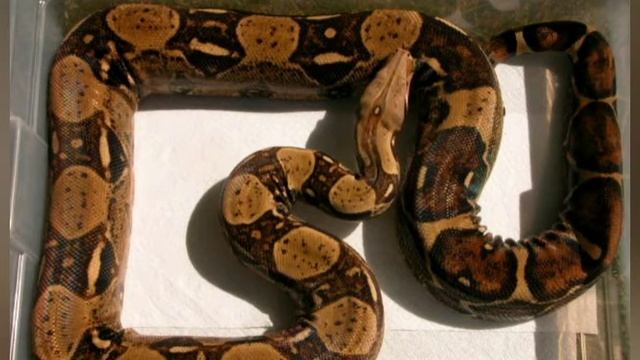 Императорский удав и всё о виде смотреть онлайн