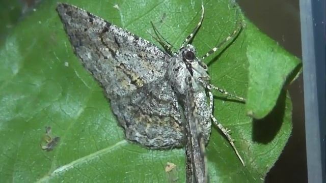 ИНСЕКТАРИЙ: 209. Пяденица Дымчатая (Peribatodes rhomboidaria) смотреть онлайн