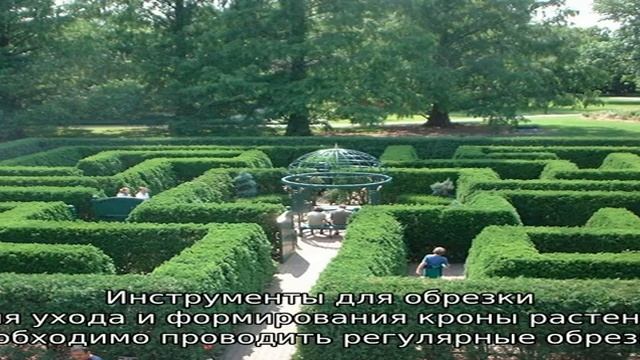 Живые изгороди: посадка растений, уход, обрезка и формирование смотреть онлайн