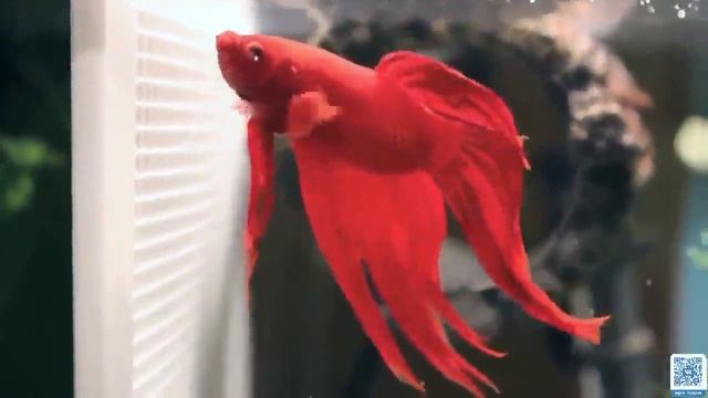 15 Types Of Betta Fish \ 15 видов рыб Бетта смотреть онлайн