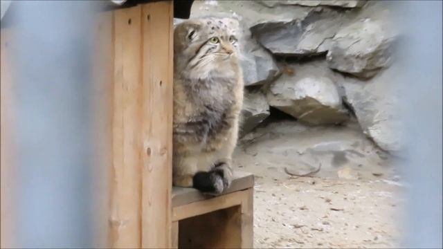 Котёнок манулов вышел прогуляться и посмотреть на птичек 01.11.2022 смотреть онлайн