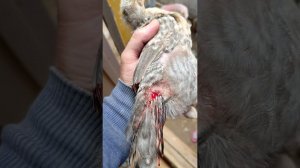 РАСКЛЁВ! КАННИБАЛИЗМ у ЦЫПЛЯТ! Что делать, как лечить? (мой опыт, не обязателен к повторению!)