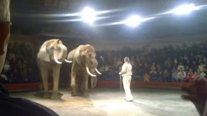 Рижский Цирк. Африканские Слоны.