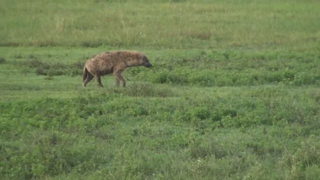 Hyena, Gazelle and Flamingos - Safari Ngorongoro Crater Africa смотреть онлайн