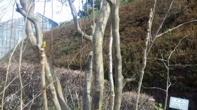 Hanamidori Koen Aneka Ragam Tanaman Obat Jepang