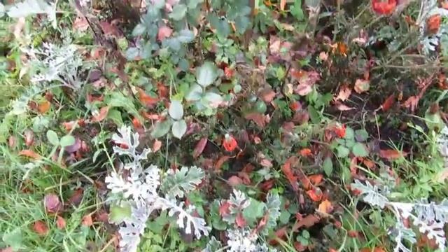 Моя дача. Закрытие сезона 2017 и посевная на 2018 г. смотреть онлайн