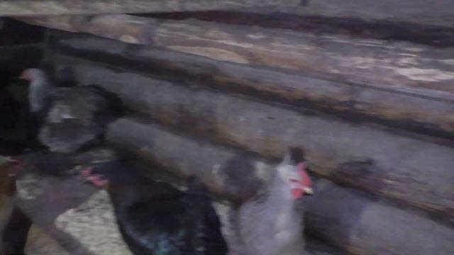 Ранняя кладка яиц мускусной утки.