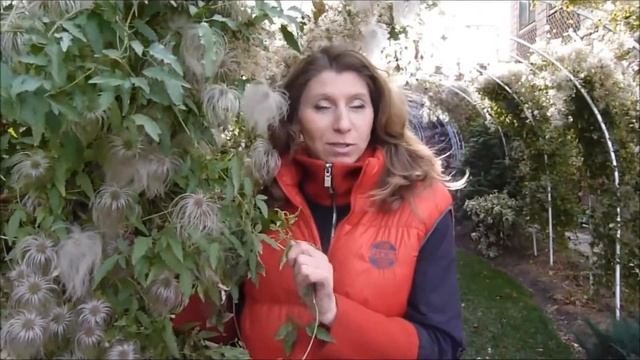 Клематисы. Сад после заморозка. часть 3 смотреть онлайн