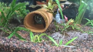 Сапфировый попугай, отложили икру