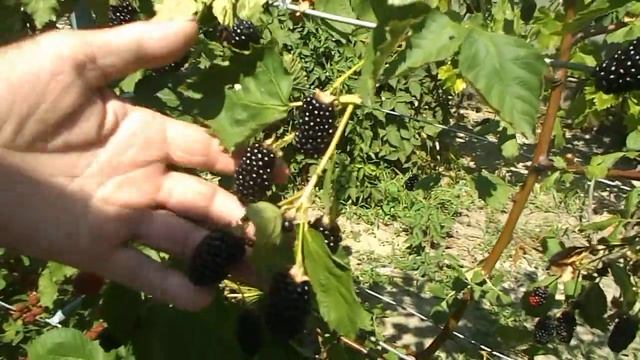 Ежевика Вождь Джозеф на 2-ух плоскостной шпалере урожай 2020г.