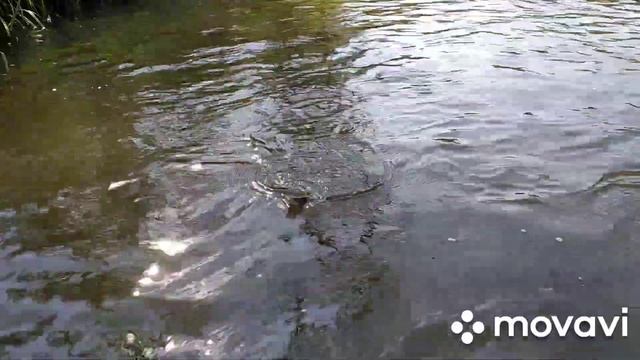 Сентябрьский хариус в Новосибирской области. смотреть онлайн