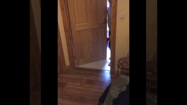 Funniest Animals ? - Best Of The 2020 Funny Animal Videos ? - Cutest Animals Ever