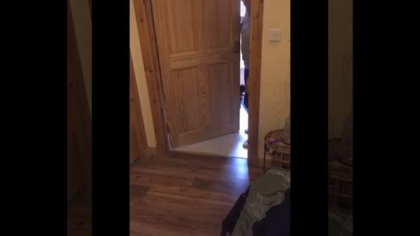 Funniest Animals ? - Best Of The 2020 Funny Animal Videos ? - Cutest Animals Ever