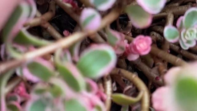 Sedum Spurium Tricolor