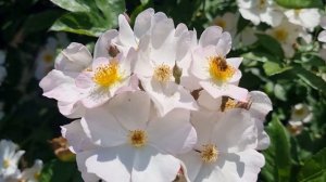 Ramblerrose Filipes Kiftsgate