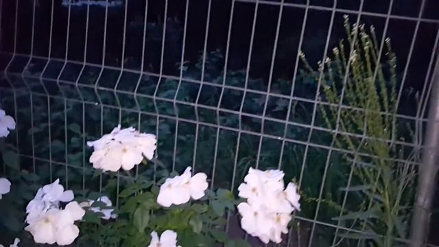 Моя терраса - мой релакс и хобби. смотреть онлайн