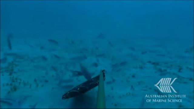 Footage captured from baited remote underwater video surveys (BRUVS) смотреть онлайн