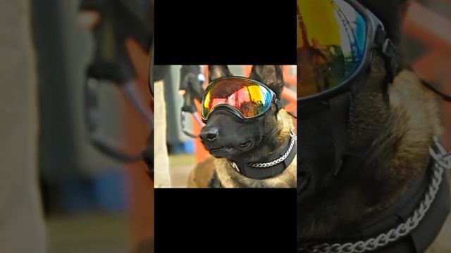 Doberman vs wolf, belgian MALINOIS, German Shepherd, Rottweiler,(speed) смотреть онлайн