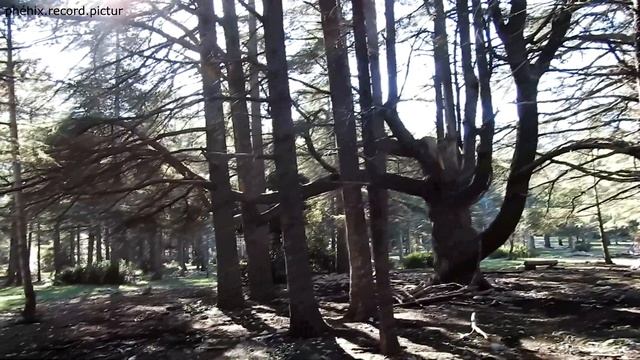 La forêt des cèdres / Arbres mystique /Bonnieux /zoom et vue drone / 2022 PHENIX.RECORD.PICTUR. смотреть онлайн